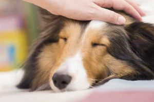 頭をなでられている犬の写真