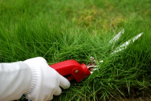 芝生の軸刈りを行っている写真