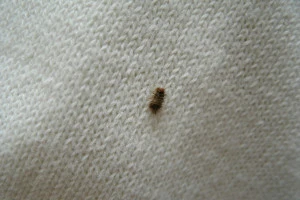 服に穴をあける小型の害虫ヒメマルカツオブシムシの幼虫の写真