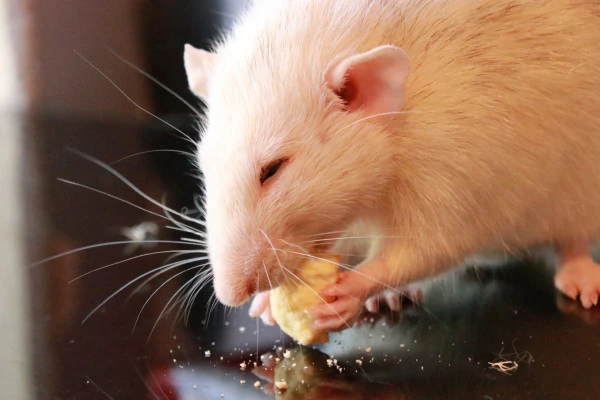 ねずみがエサを食べている様子