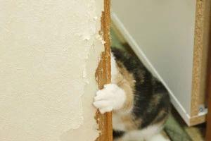 猫の手とボロボロの壁の写真
