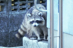 住宅の陰からこちらをうかがうアライグマの写真