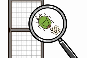 網戸に産卵するカメムシのイラスト