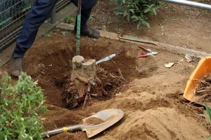 庭での伐根の様子