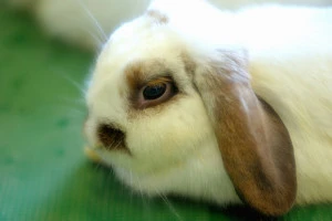 うさぎ（ロップイヤー）の写真