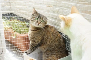 フェンスのはってあるベランダで遊ぶ二匹の猫の写真
