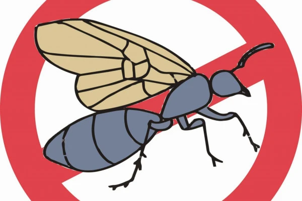 羽蟻の禁止マークのイラスト