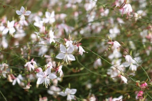 宿根草である白いガウラの花々の写真