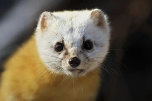 テンとはどんな害獣?生態やテンによる被害、その対策方法などをご紹介| EPARKくらしのレスキュー