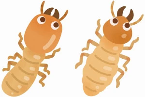 シロアリのイラスト