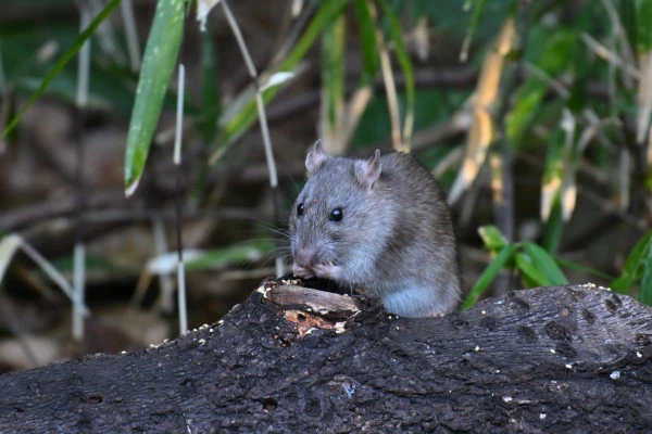 ネズミが何かを食べている様子