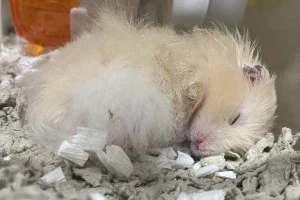 寝ているハムスターの写真①
