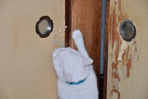 猫の爪とぎでボロボロになった柱と襖の写真