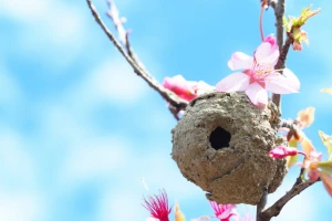 木の枝に作られたドロバチの巣の写真