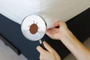 ベッドのマットレスの害虫を調べる女性の手元の画像