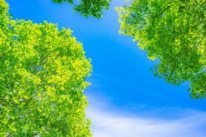 記事庭木が葉焼けする原因とは?主な要因や日頃から行うべき対策を解説のイメージ画像