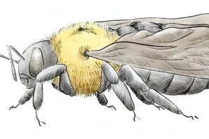 記事クマバチの駆除は自分できる?具体的な駆除方法や業者の費用相場を解説のイメージ画像