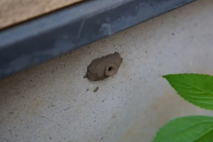 記事ドロバチの巣は駆除するべき?特徴や注意点もあわせて解説のイメージ画像