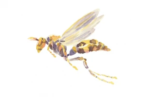 記事アシナガバチを退治するには?具体的な作業手順や業者の費用相場を解説のイメージ画像