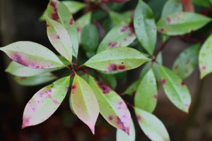 記事庭木の病気とは?注意すべき症状や原因、対策について解説しますのイメージ画像