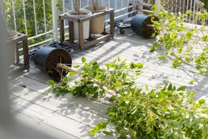 記事庭木の台風対策とは?発生前後でやっておくべきことについてのイメージ画像