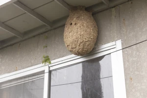 記事軒下に蜂の巣が!駆除の方法や作らせない対策を解説しますのイメージ画像