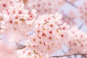 記事春はスズメバチに要注意!春が危険な理由や具体的な駆除方法についてのイメージ画像