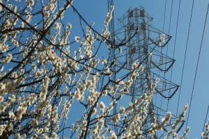 記事電線に木の枝がかかってしまったらどうする?危険性や対処法について解説のイメージ画像