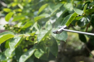 記事庭木の消毒方法とは?薬剤の種類や具体的なやり方を解説のイメージ画像