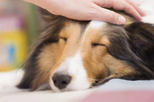 記事犬の火葬にかかる値段とは?ペット葬儀社の費用相場や葬儀社選びのポイントを解説しますのイメージ画像