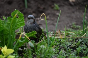 害鳥を駆除するための対策方法とは?【ヒヨドリ・セキレイ・ユリカモメ・トンビ編】