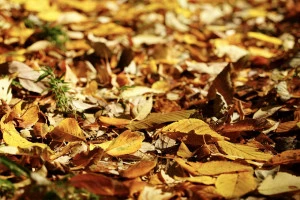 記事お庭の落ち葉対策の方法とは?掃除の仕方や業者の選び方についてのイメージ画像