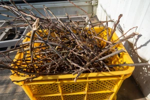 記事庭木の剪定をした後の枝の処分方法とは?注意点や費用を解説のイメージ画像