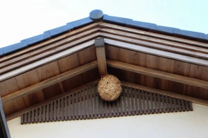 記事隣の家に蜂の巣が!他人に蜂の巣駆除をお願いする方法のイメージ画像