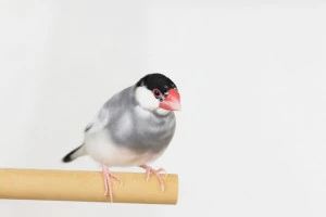 記事文鳥を火葬するには?火葬の流れや業者選びのポイントについてのイメージ画像