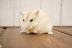記事ハムスターの火葬は自分でできる?注意点や業者に依頼した場合の費用についてのイメージ画像