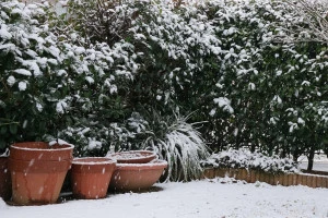 記事庭木の雪対策は必須!具体的なやり方や業者の費用についてのイメージ画像