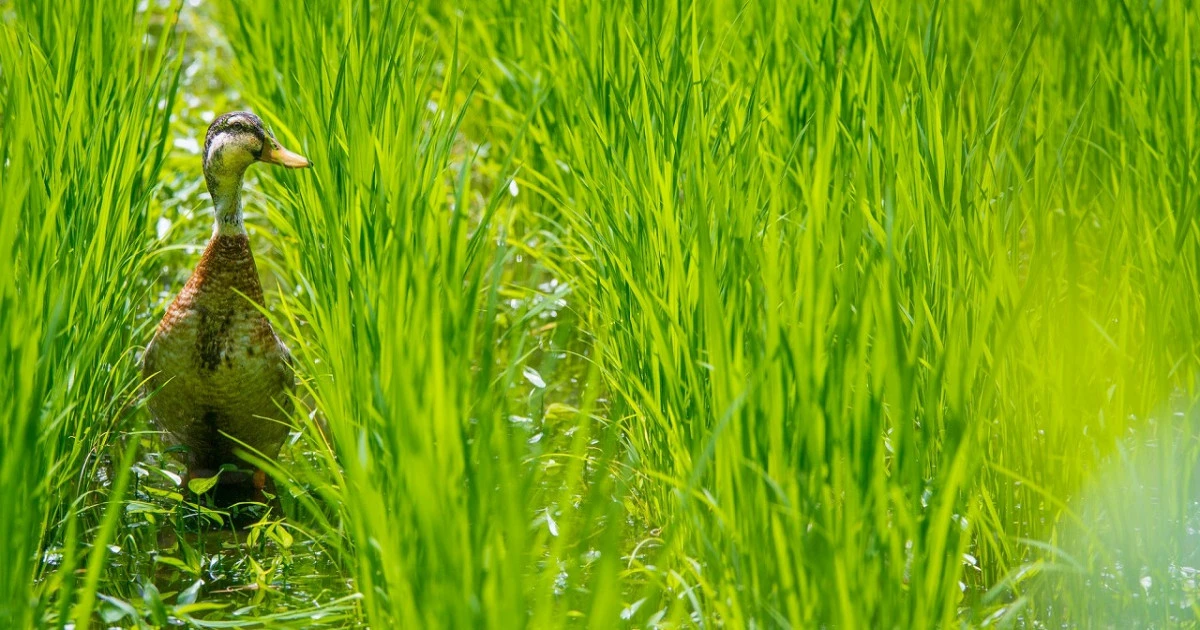 カモの被害から田んぼを守ろう!対策方法を詳しく解説します