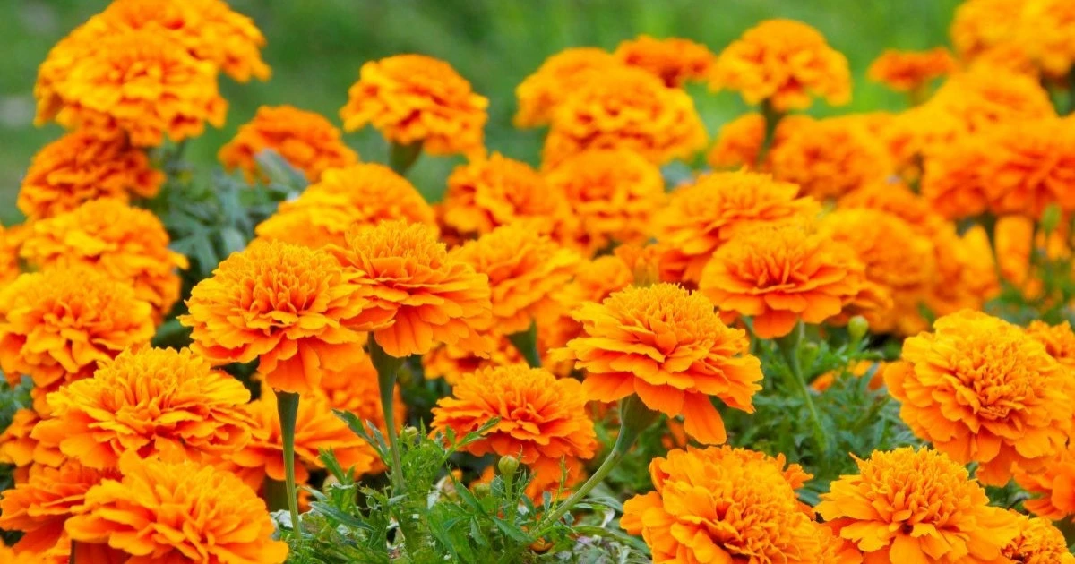 マリーゴールドは蛇よけになる？効果の理由と正しい対策を解説