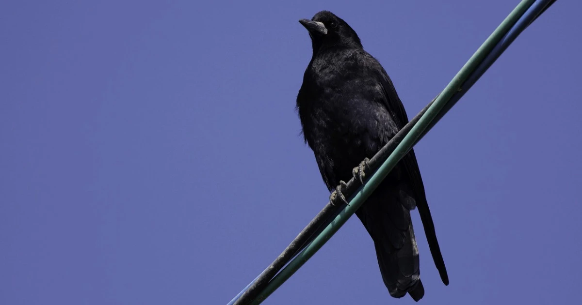 家庭菜園のカラス対策とは?具体的な撃退法や業者の選び方を解説
