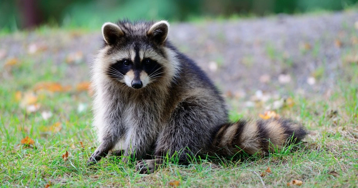 屋根裏のアライグマを退治するには?駆除方法や予防策について解説します