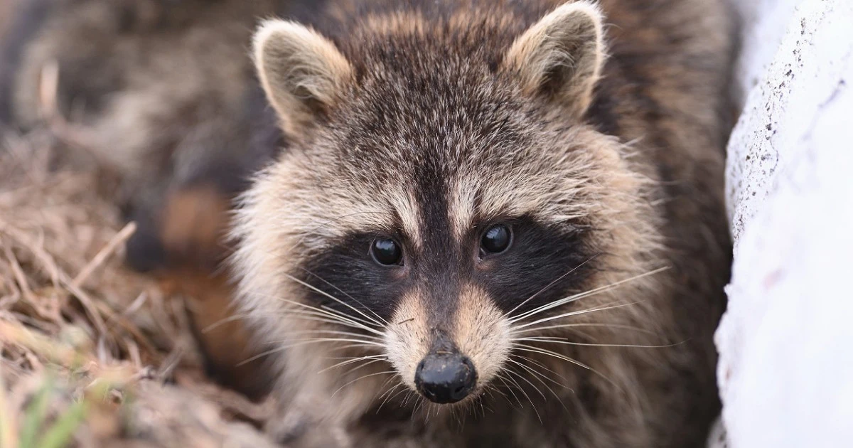 アライグマを追い出す方法とは?対処法や注意点などを解説