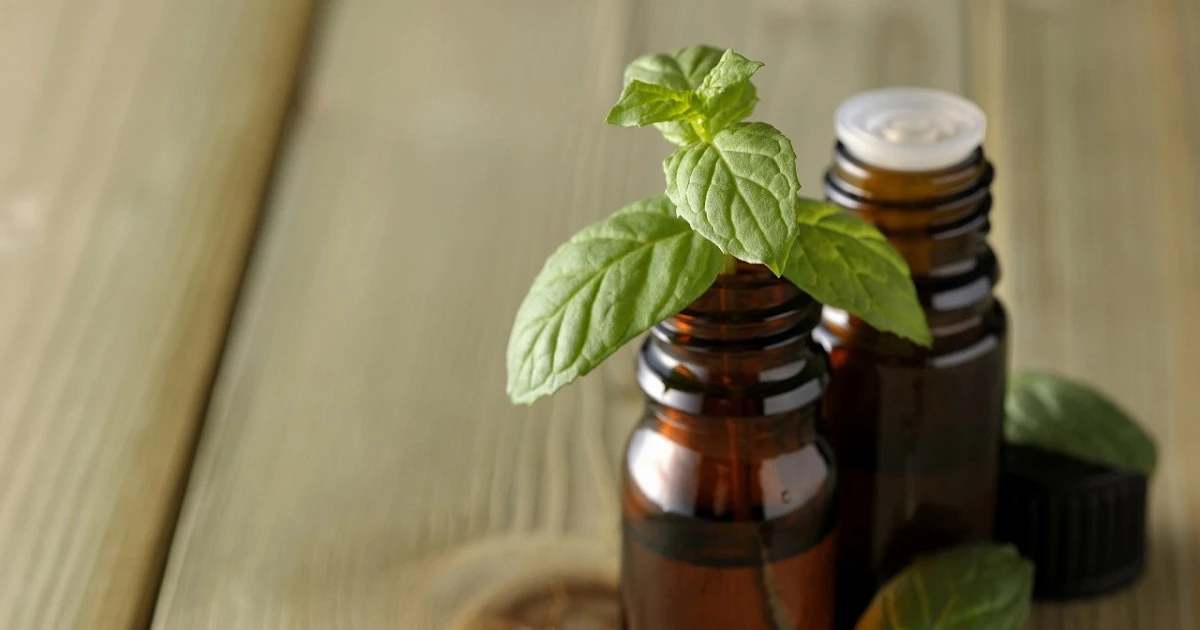 ノミ駆除にハッカ油は効果ある？駆除方法や予防対策、ハッカ油スプレーの作り方