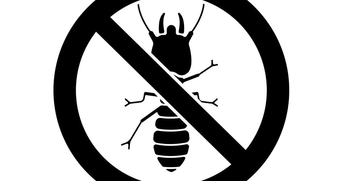 ヤマトシロアリは自分で駆除できる？方法と失敗リスク、業者依頼の判断基準を解説