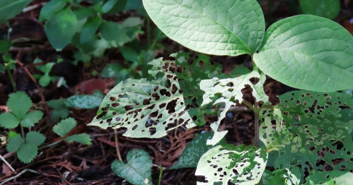 メイガ駆除の方法とは？自分でできる対処と業者に依頼するポイントを解説