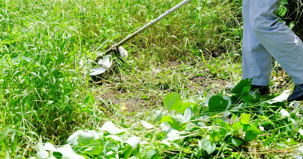 草刈りの効果的な仕方とは?最適なシーズンや手順などを詳しく解説