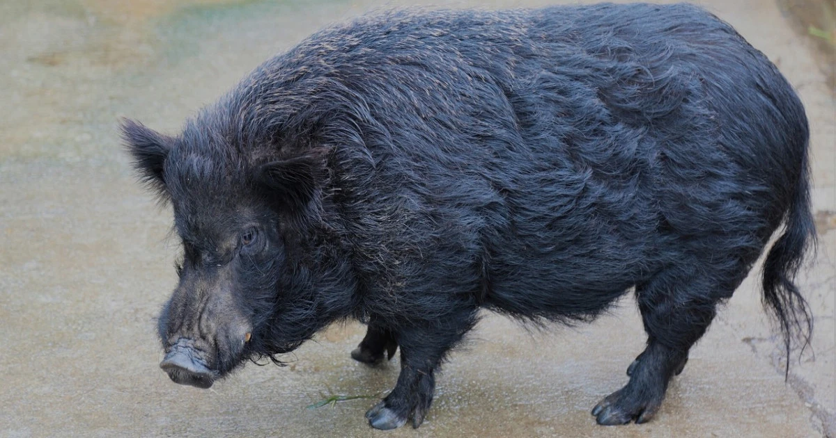 【害獣駆除】イノブタによる被害事例や生態などの情報をご紹介!