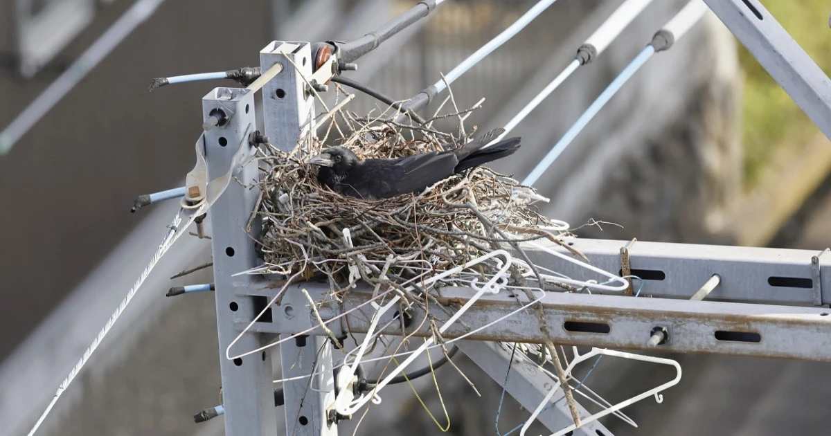 カラスの巣は自分でも駆除できる?具体的な対処方法や業者に依頼した場合の費用を解説