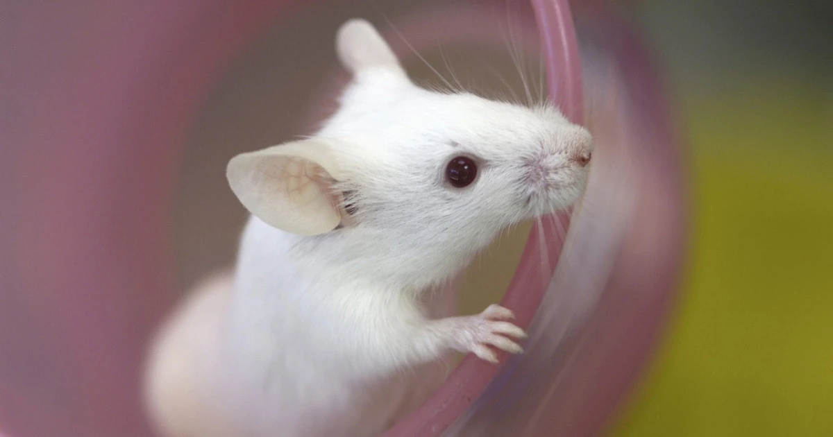 《ハツカネズミの駆除!》習性や退治法、費用相場などについてご紹介します