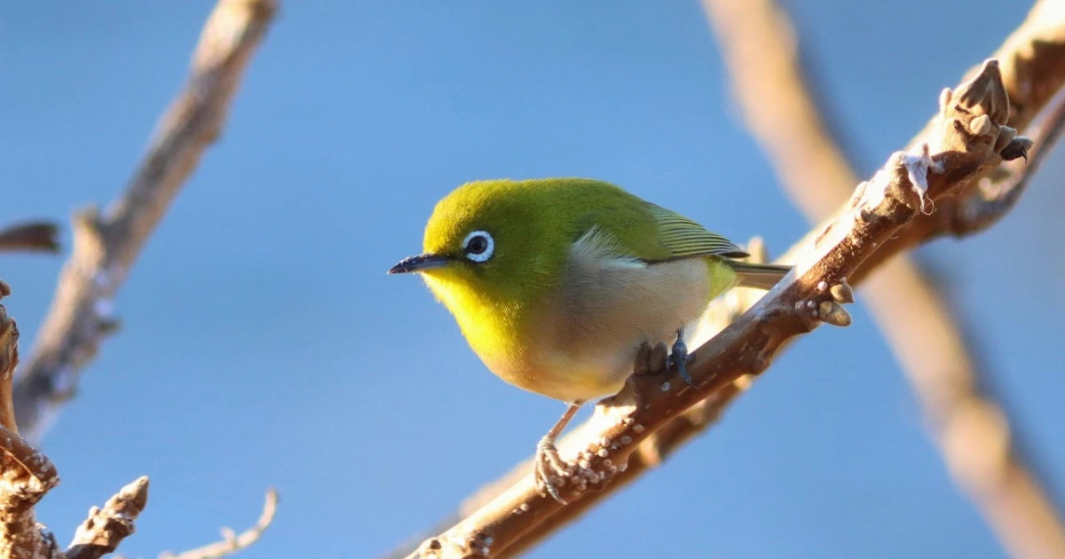 メジロとはどんな鳥?その特徴を解説します!